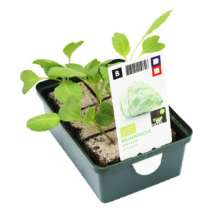 Spitskool set biologisch
