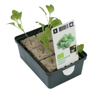 Spruitkool set biologisch