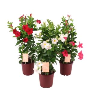 Mandevilla Sundaville in diverse kleuren