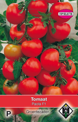 Tomaat Paola F1