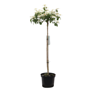Viburnum plicatum Watanabe