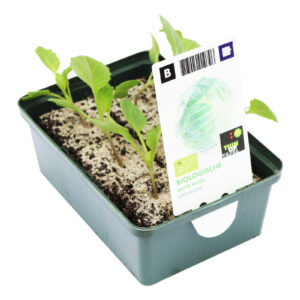 Witte kool set biologisch
