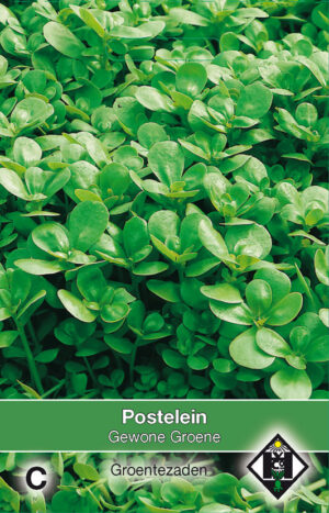 Gewone groene postelein