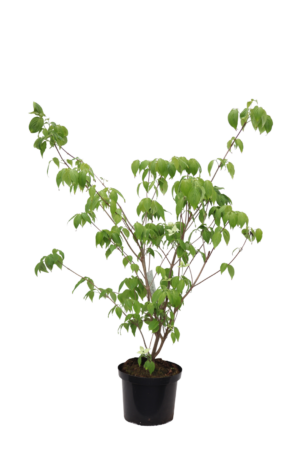 Cornus kousa China Girl