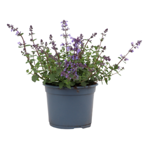 Nepeta Purrsian Blue