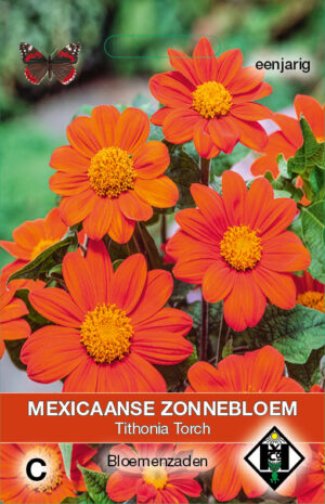 Tithonia rotundifolia Torch