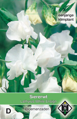 Lathyrus odoratus White Ensign