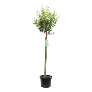 Ligustrum japonicum Korean Dwarf