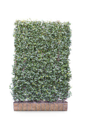 Euonymus Dart's Blanket Kant-en-Klaar Haag
