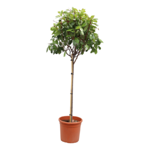 Photinia fraseri Red Robin