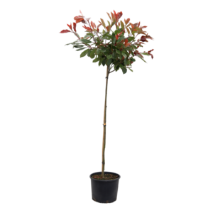 Photinia fraseri Red Robin