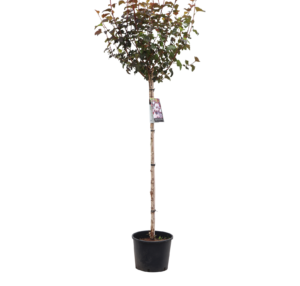 Physocarpus opulifolius Lady in Red