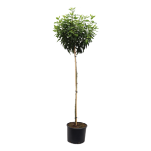Prunus lusitanica Angustifolia