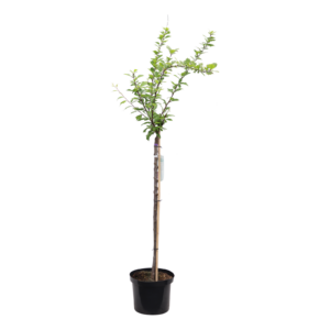 Prunus triloba