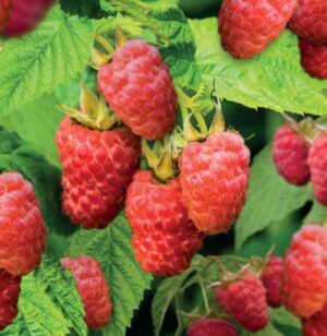 Rubus idaeus Sweet Sunshine