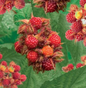 Rubus phoenicolasius
