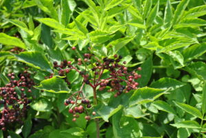 Sambucus nigra