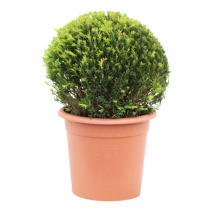 Taxus media Groenland