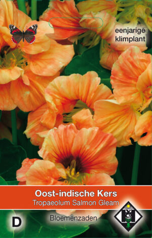 Tropaeolum majus Salmon Gleam