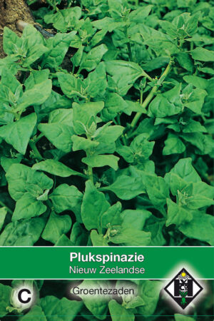 Plukspinazie Nieuw-Zeelandse