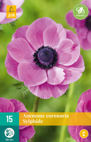 Anemone coronaria Sylphide
