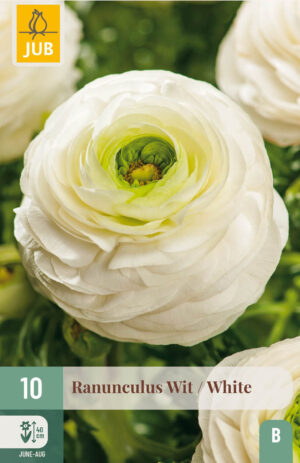 Ranunculus Wit