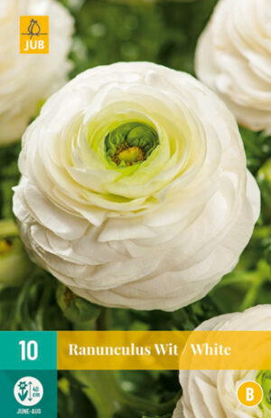 Ranunculus Wit