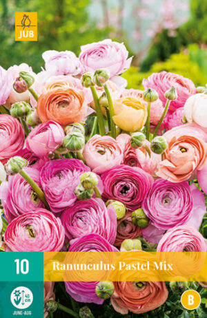 Ranunculus Pastel Mix