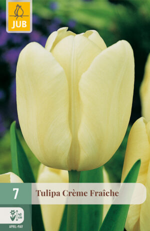 Tulipa Crème Fraiche