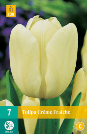 Tulipa Crème Fraiche