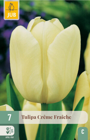 Tulipa Crème Fraiche
