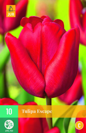Tulipa Escape