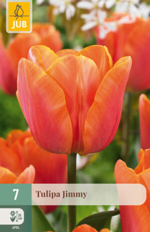 Tulipa Jimmy