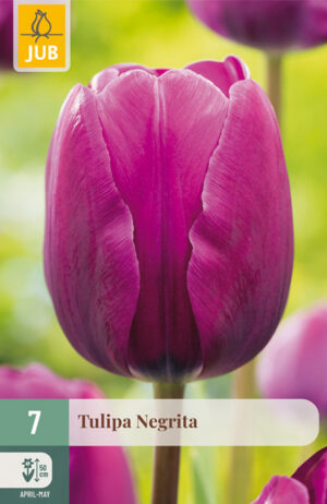 Tulipa Negrita