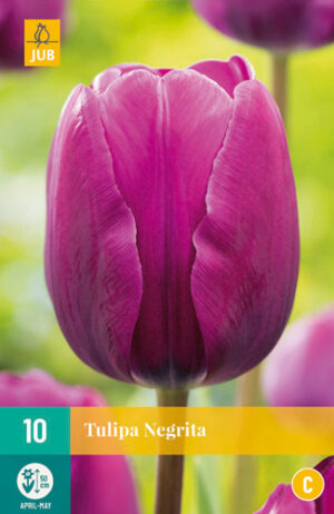 Tulipa Negrita