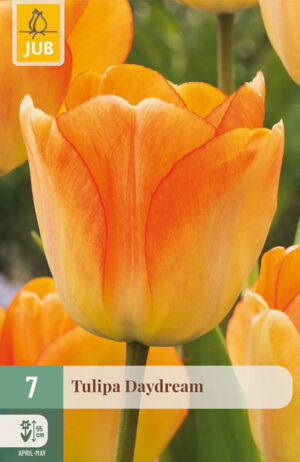 Tulipa Daydream