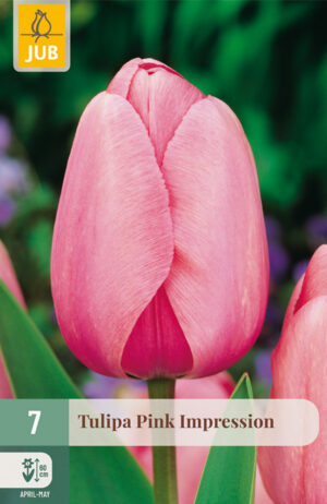 Tulipa Pink Impression