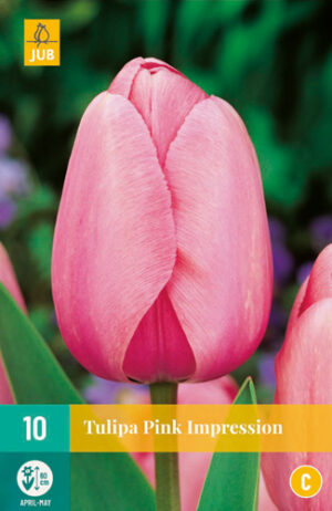 Tulipa Pink Impression