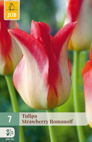 Tulipa Strawberry Romanoff