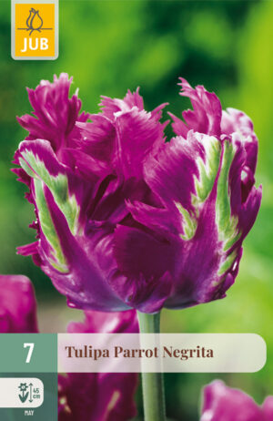 Tulipa Parrot Negrita