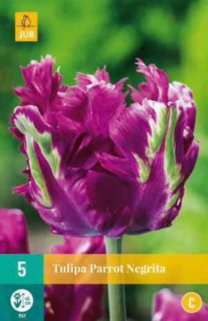 Tulipa Parrot Negrita