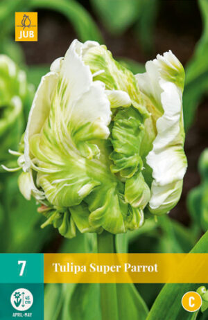 Tulipa Super Parrot