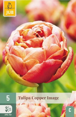 Tulipa Copper Image