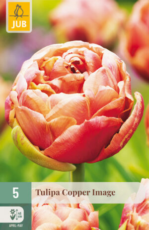 Tulipa Copper Image