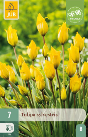 Tulipa sylvestris