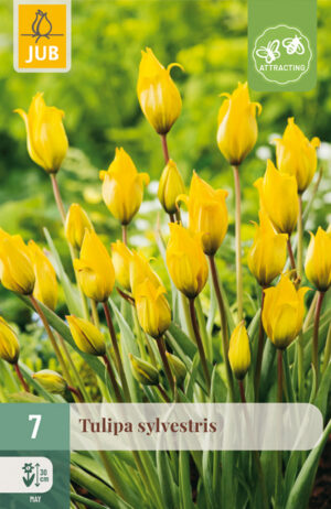 Tulipa sylvestris