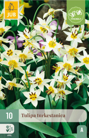 Tulipa turkestanica