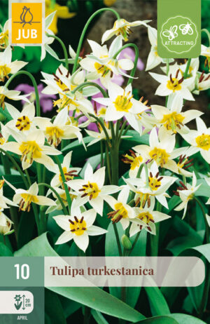 Tulipa turkestanica
