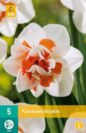 Narcissus Replète