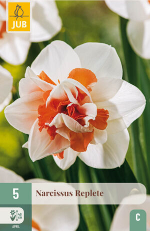 Narcissus Replète